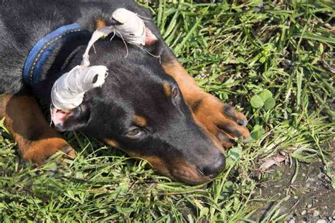 dobermann oren knippen|Doberman.